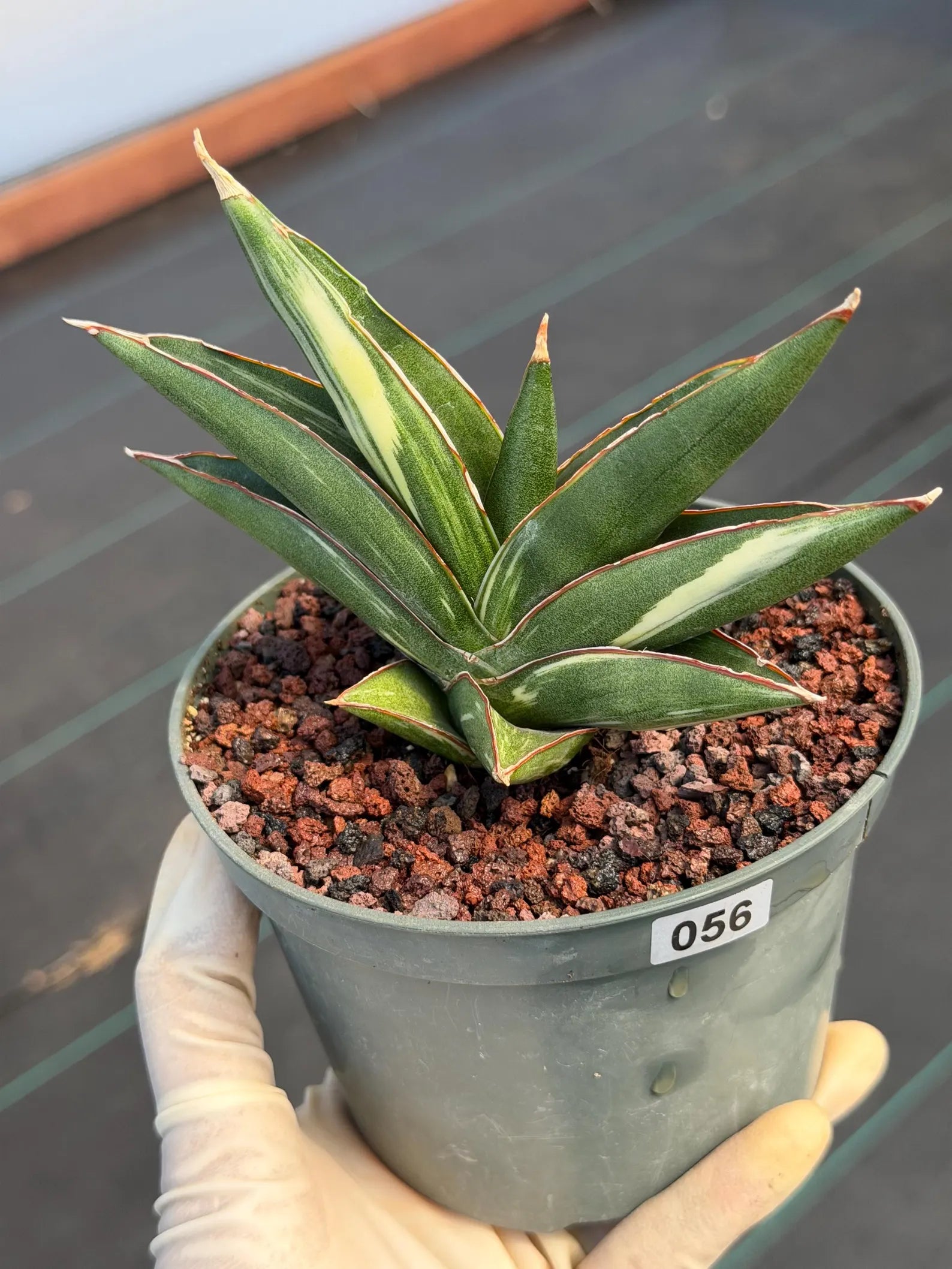 Sansevieria Sawaddee Variegated Rare Snake Plant – Exact Live Houseplant #56