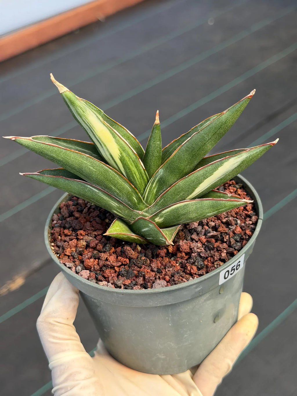 Sansevieria Sawaddee Variegated Rare Snake Plant – Exact Live Houseplant #56