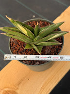 Sansevieria Sawaddee Variegated Rare Snake Plant – Exact Live Houseplant #56