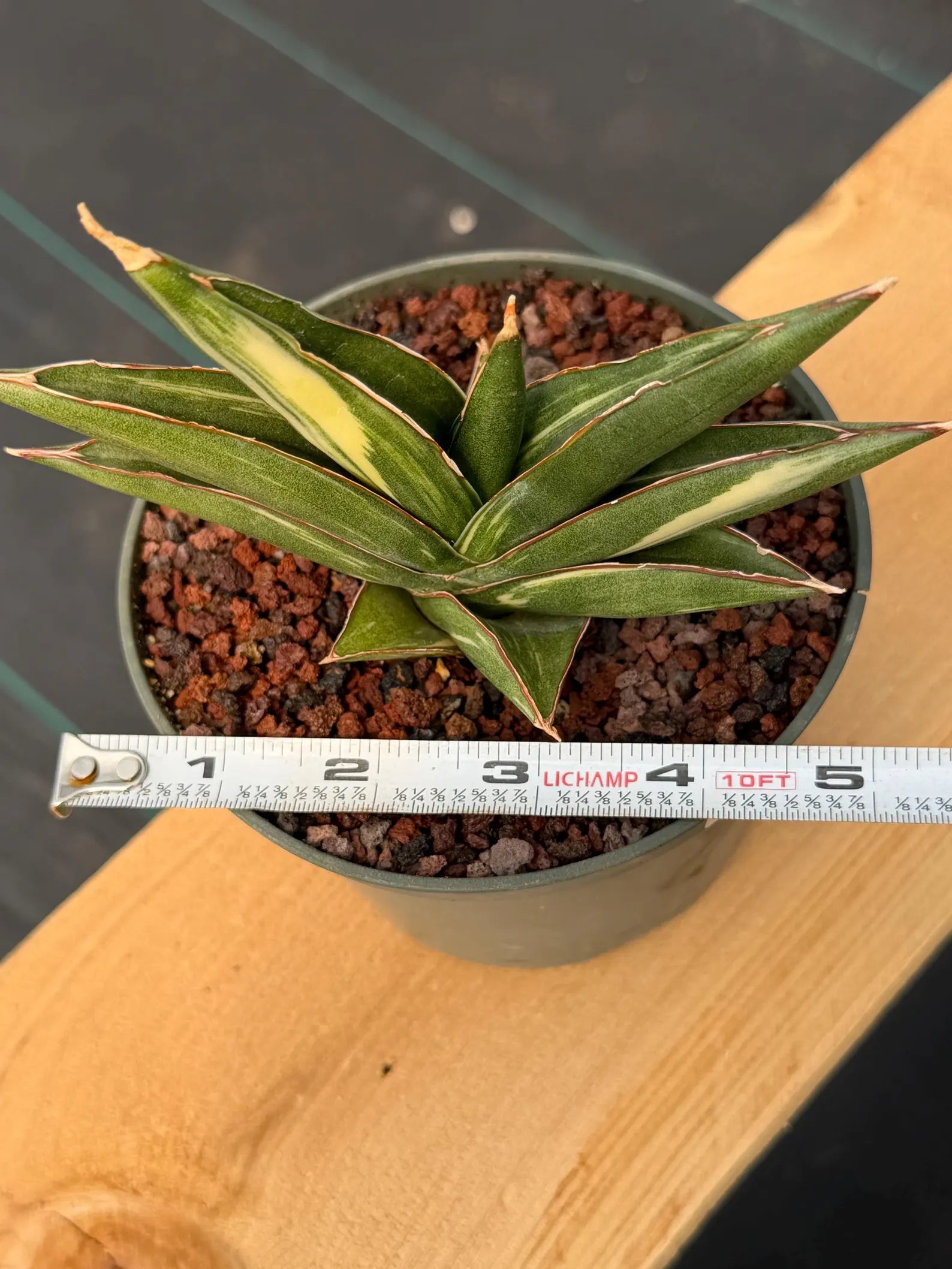 Sansevieria Sawaddee Variegated Rare Snake Plant – Exact Live Houseplant #56