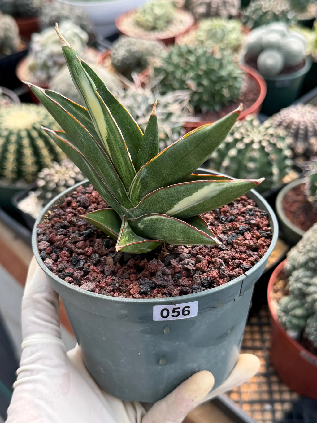 Sansevieria Sawaddee Variegated Rare Snake Plant – Exact Live Houseplant #56