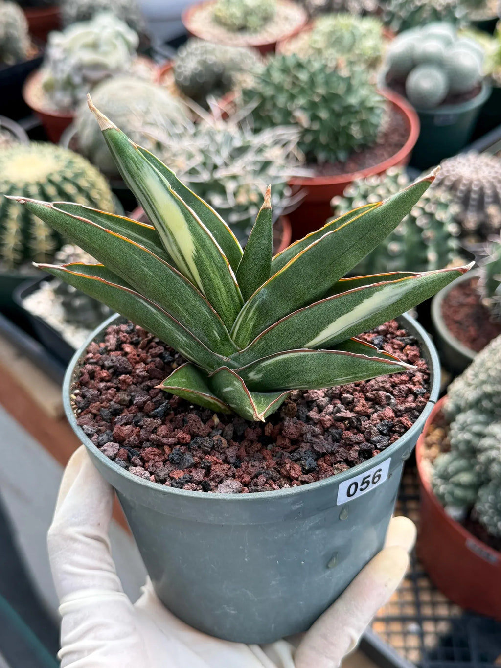 Sansevieria Sawaddee Variegated Rare Snake Plant – Exact Live Houseplant #56