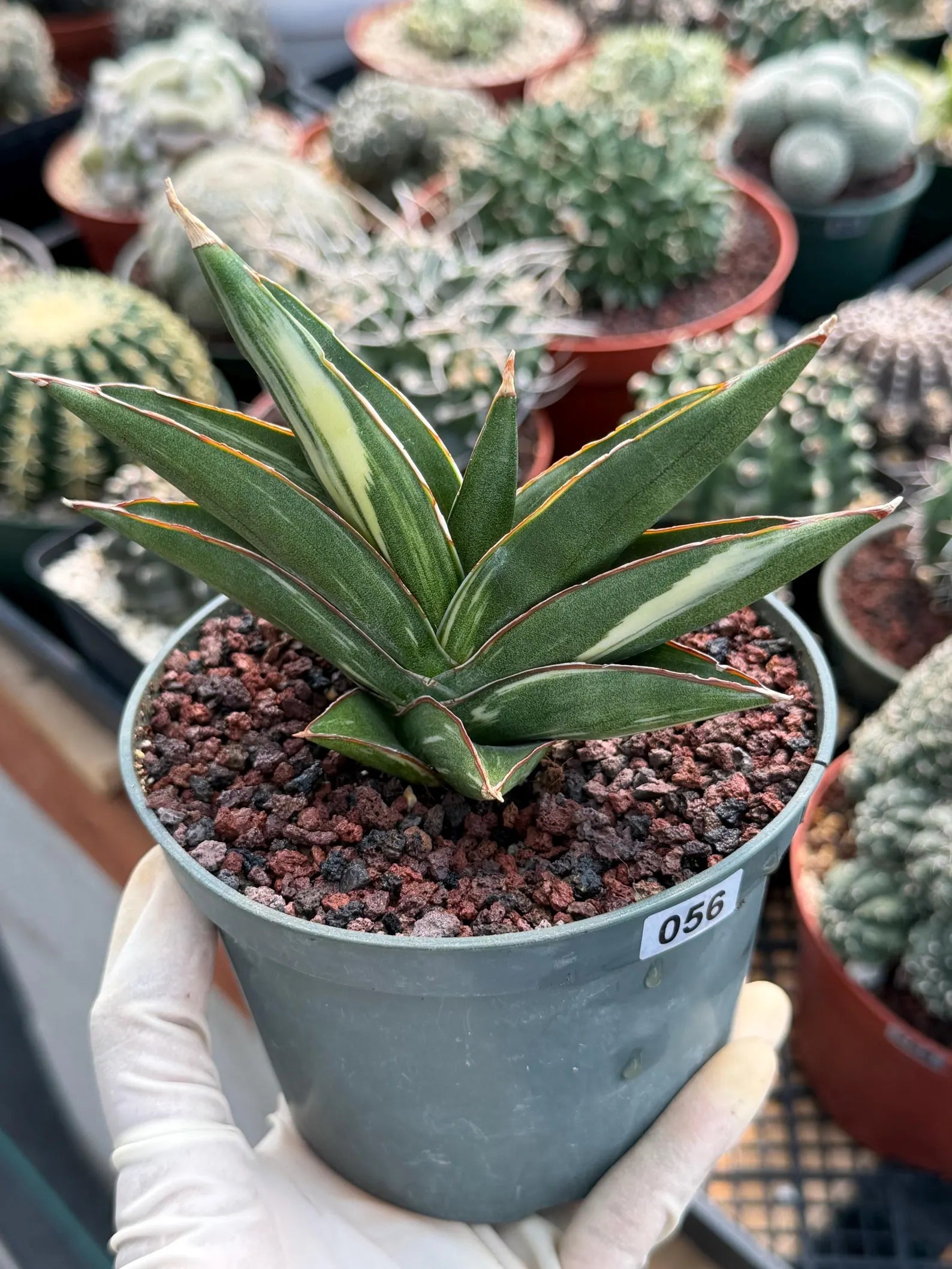 Sansevieria Sawaddee Variegated Rare Snake Plant – Exact Live Houseplant #56