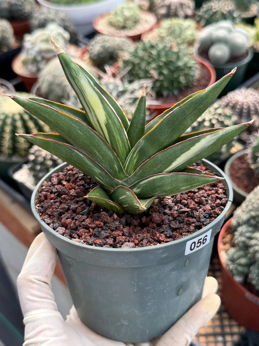 Sansevieria Sawaddee Variegated Rare Snake Plant – Exact Live Houseplant #56