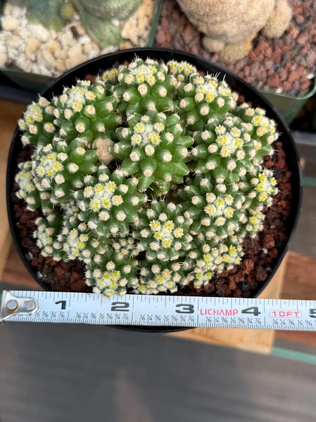 Echinocactus Grusonii Short Spine Montrose Cluster