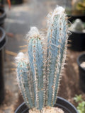 Blue Pilosocereus Pachycladus – Rare Hairy Blue Cactus with Pups | Live Plant