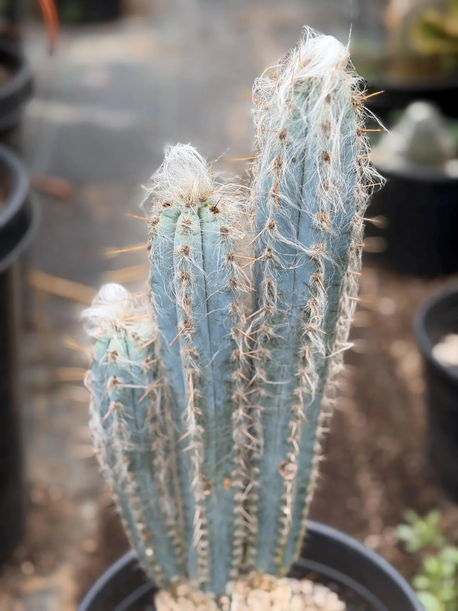 Blue Pilosocereus Pachycladus – Rare Hairy Blue Cactus with Pups | Live Plant