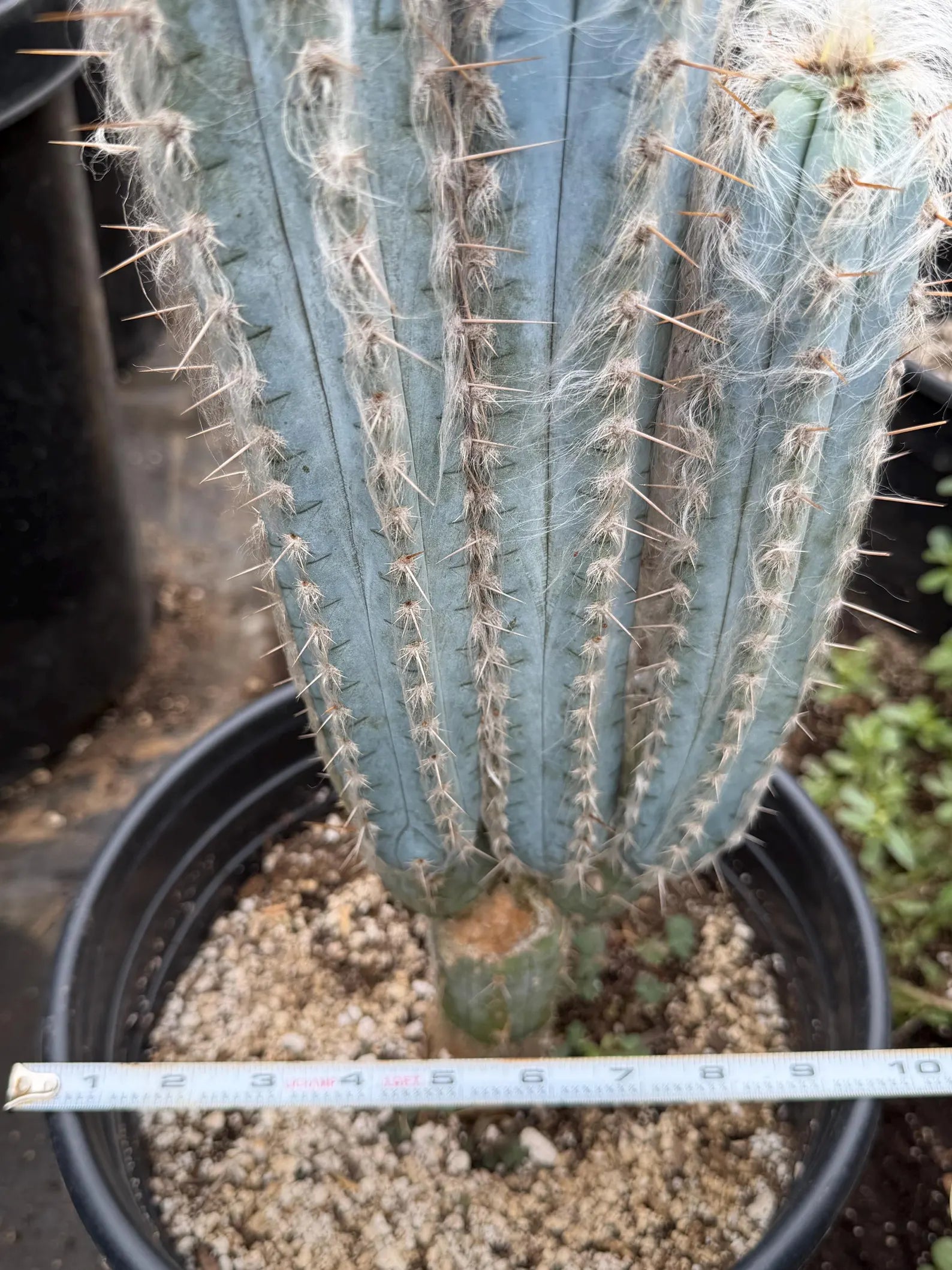 Blue Pilosocereus Pachycladus – Rare Hairy Blue Cactus with Pups | Live Plant