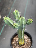 Variegated Blue Pilosocereus Pachycladus | Rare Blue Live Cactus Plant #181