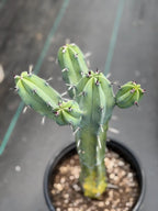 Variegated Blue Pilosocereus Pachycladus | Rare Blue Live Cactus Plant #181