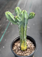 Variegated Blue Pilosocereus Pachycladus | Rare Blue Live Cactus Plant #181