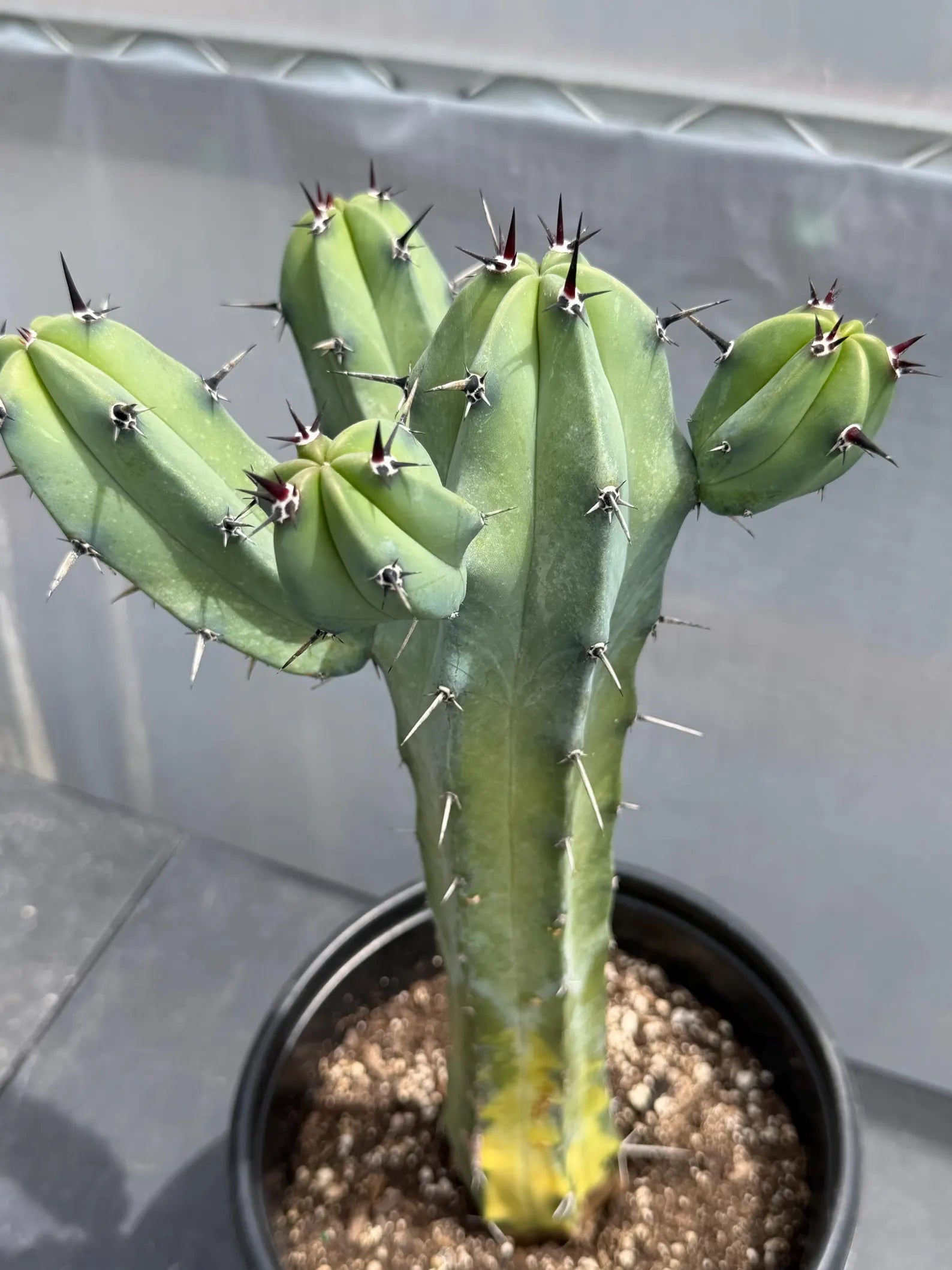 Variegated Blue Pilosocereus Pachycladus | Rare Blue Live Cactus Plant #181