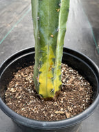 Variegated Blue Pilosocereus Pachycladus | Rare Blue Live Cactus Plant #181