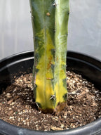 Variegated Blue Pilosocereus Pachycladus | Rare Blue Live Cactus Plant #181