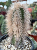 Woolly Rhino Columnar Cactus Cutting | Rare Calloused Live Plant Ready to Root #173