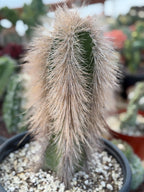 Woolly Rhino Columnar Cactus Cutting | Rare Calloused Live Plant Ready to Root #173