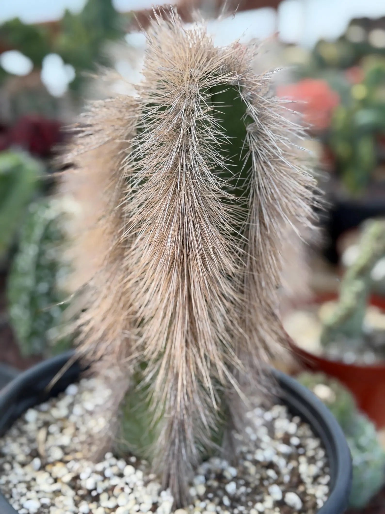 Woolly Rhino Columnar Cactus Cutting | Rare Calloused Live Plant Ready to Root #173