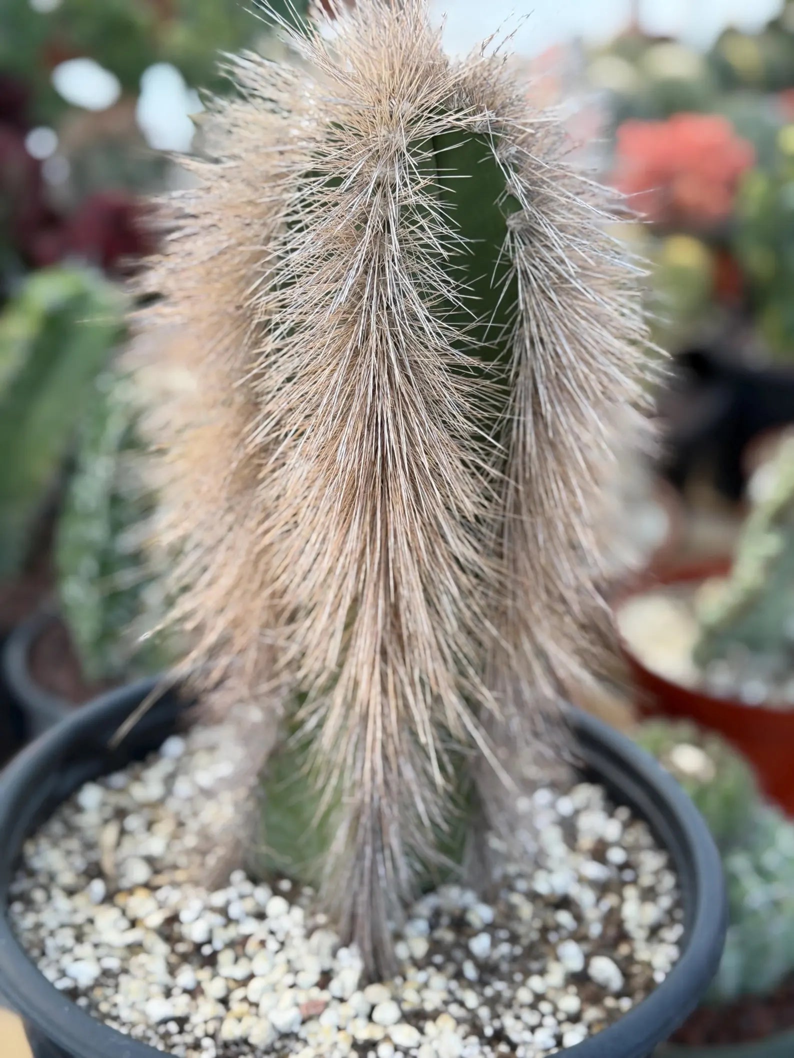 Woolly Rhino Columnar Cactus Cutting | Rare Calloused Live Plant Ready to Root #173