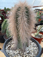 Woolly Rhino Columnar Cactus Cutting | Rare Calloused Live Plant Ready to Root #173