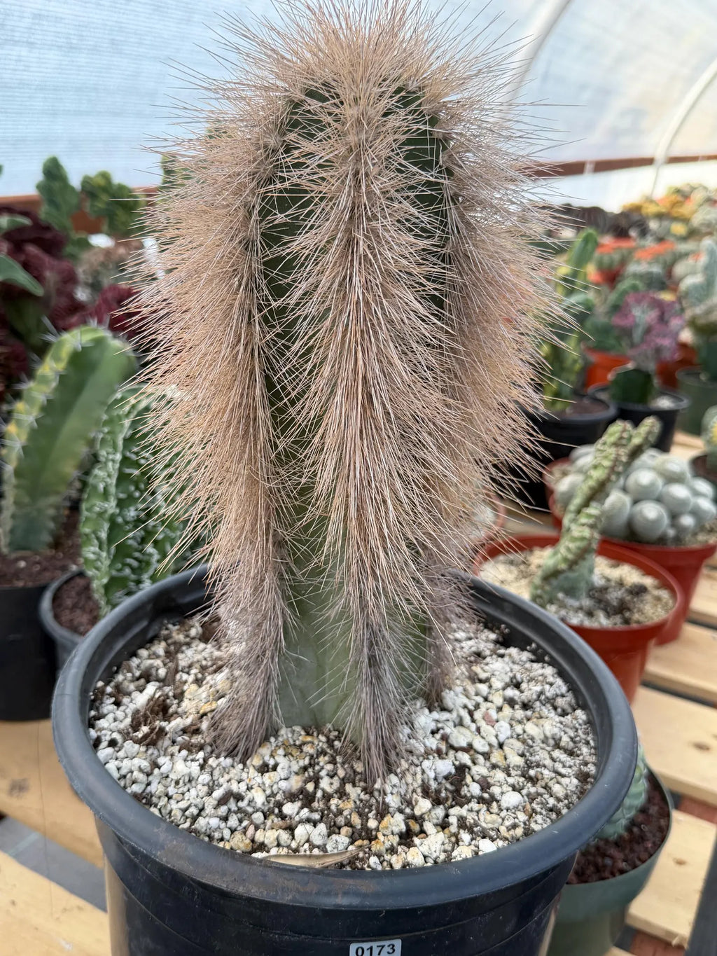 Potted cactus with spiky texture in a garden setting