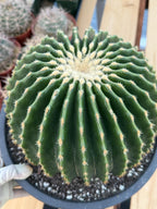 Echinocactus Grusonii Inermis | Rare Short Spine Specimen Live Cactus Plant #127