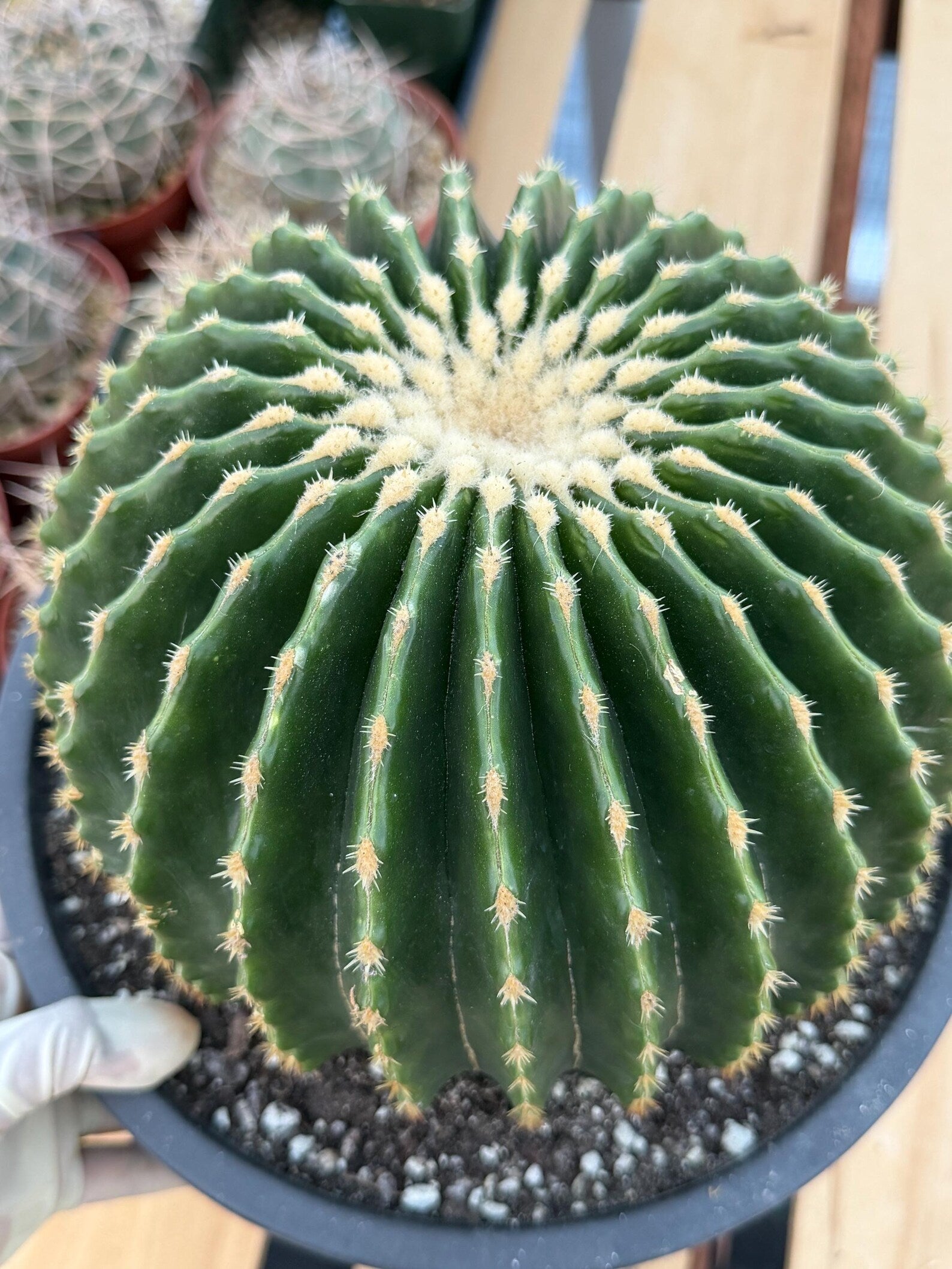 Echinocactus Grusonii Inermis | Rare Short Spine Specimen Live Cactus Plant #127
