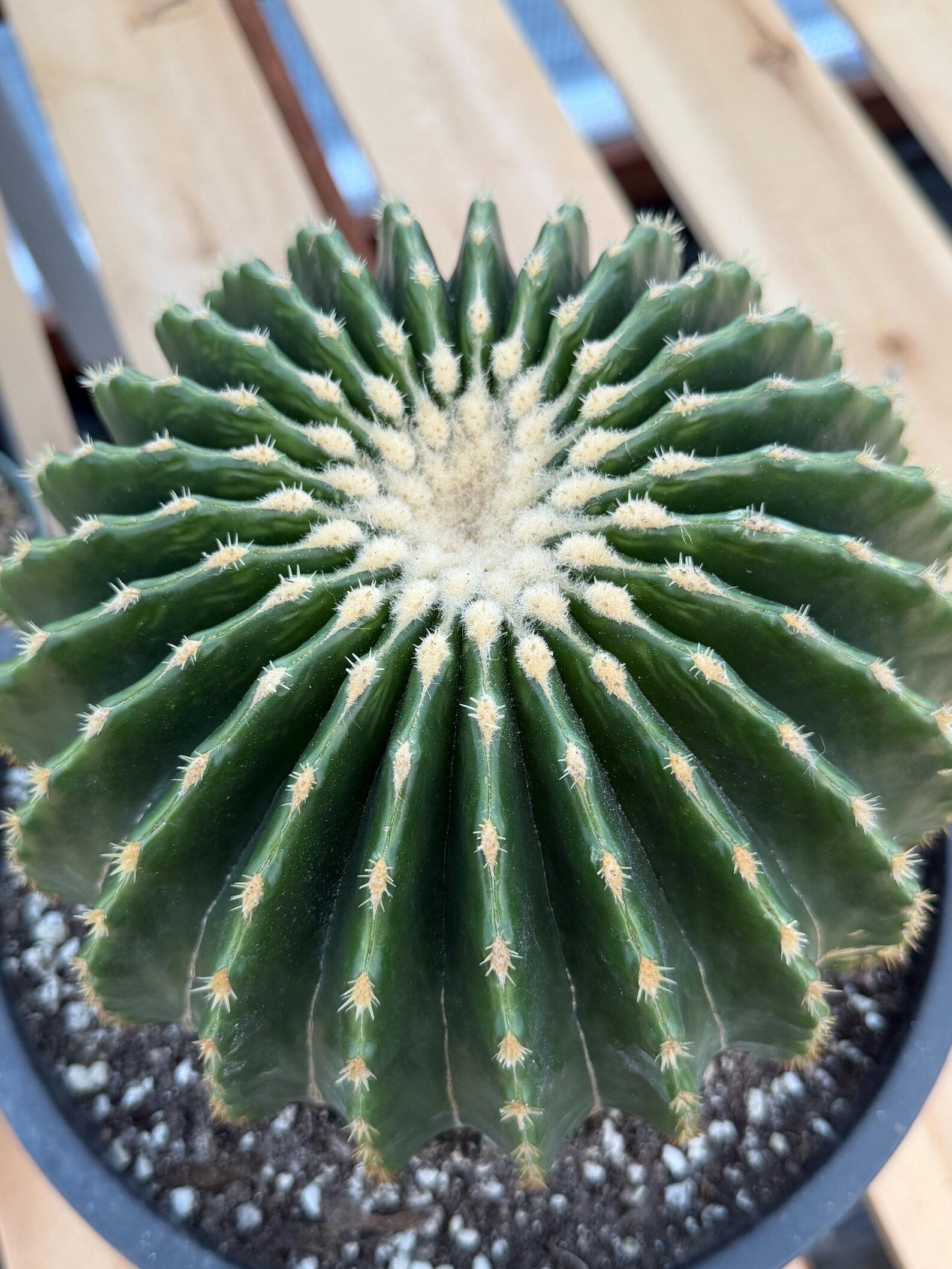 Echinocactus Grusonii Inermis | Rare Short Spine Specimen Live Cactus Plant #127
