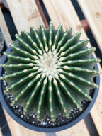 Echinocactus Grusonii Inermis | Rare Short Spine Specimen Live Cactus Plant #127