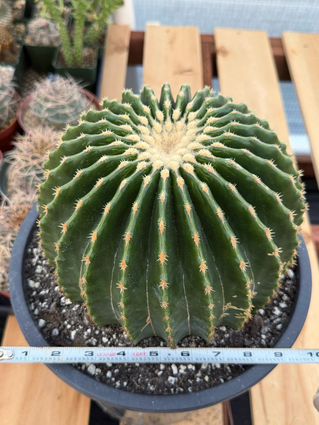 Echinocactus Grusonii Inermis | Rare Short Spine Specimen Live Cactus Plant #127