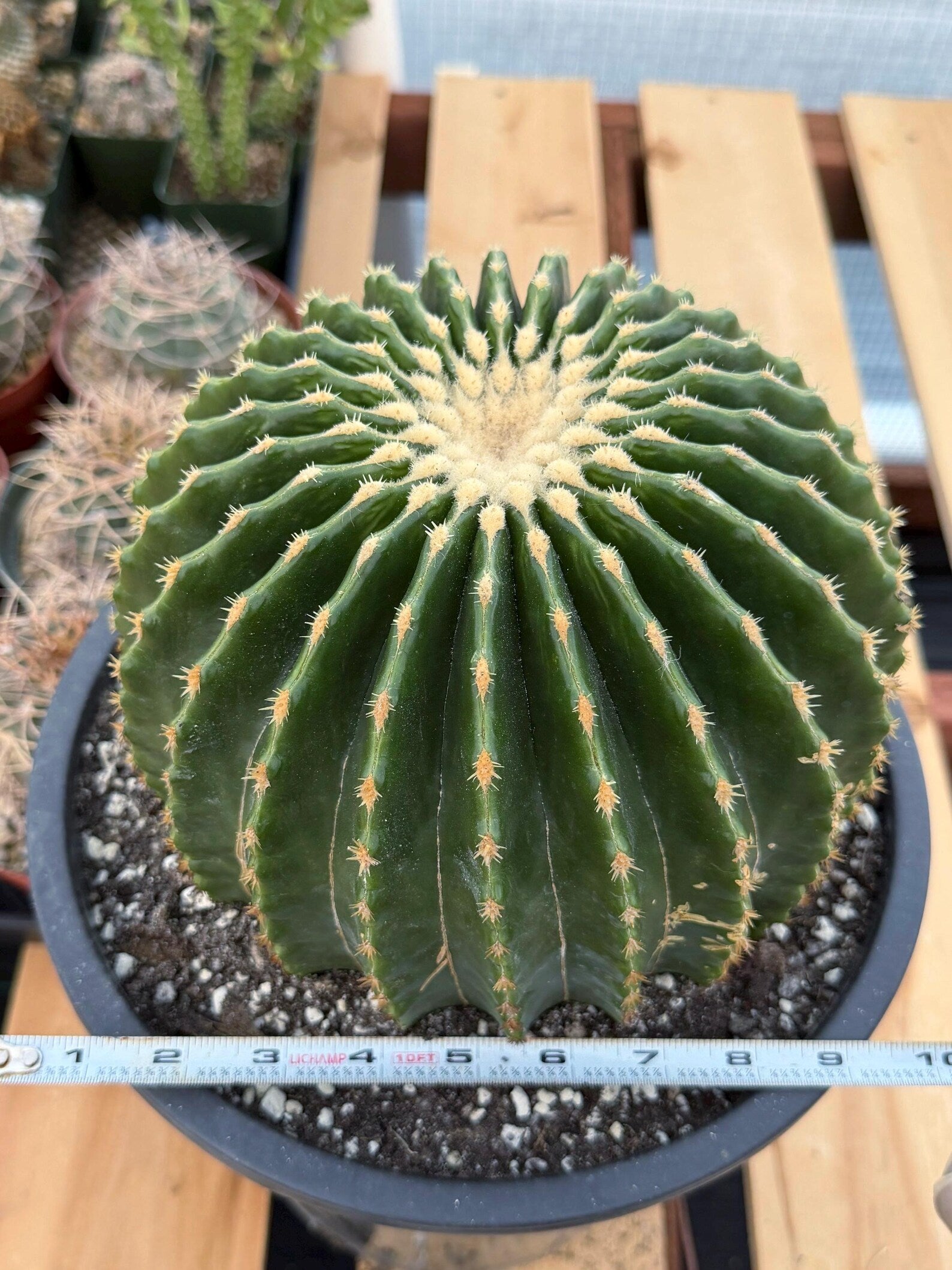 Echinocactus Grusonii Inermis | Rare Short Spine Specimen Live Cactus Plant #127