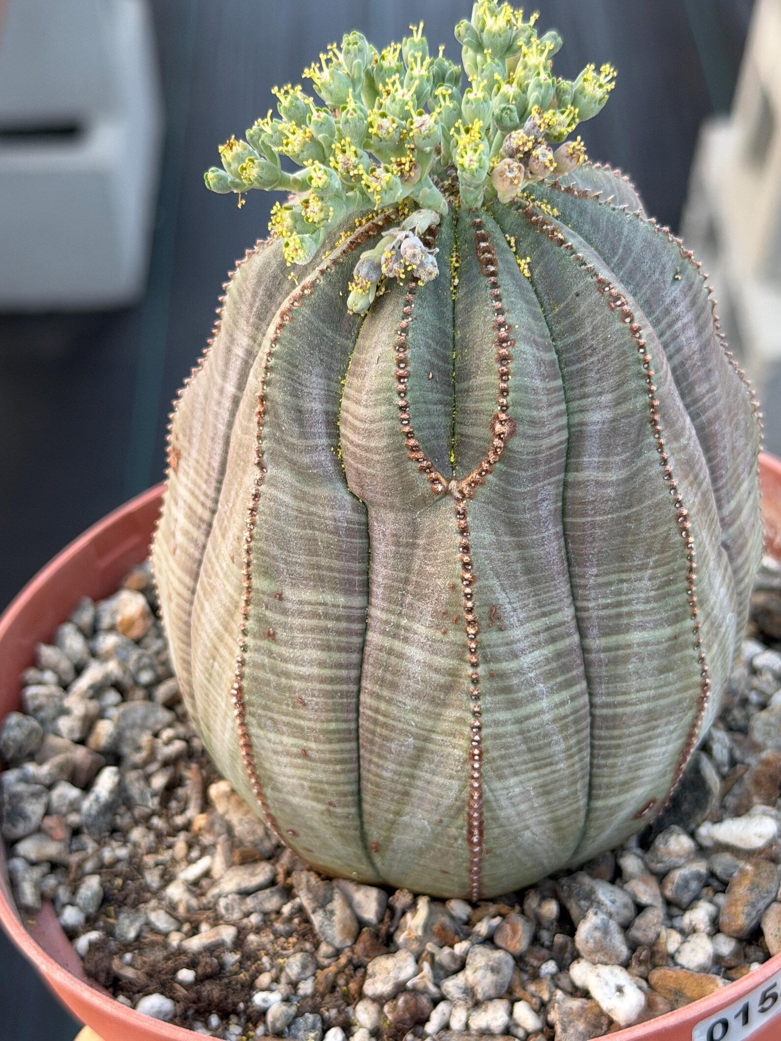 Large Euphorbia Obesa Male | Rare Seed Grown Succulent Live Cactus Plant #154