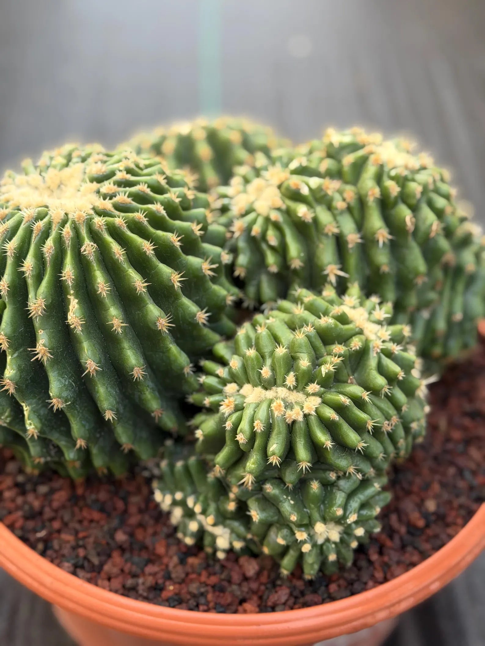Crested Echinocactus Grusonii Inermis | Rare Short Spine Cluster Live Cactus