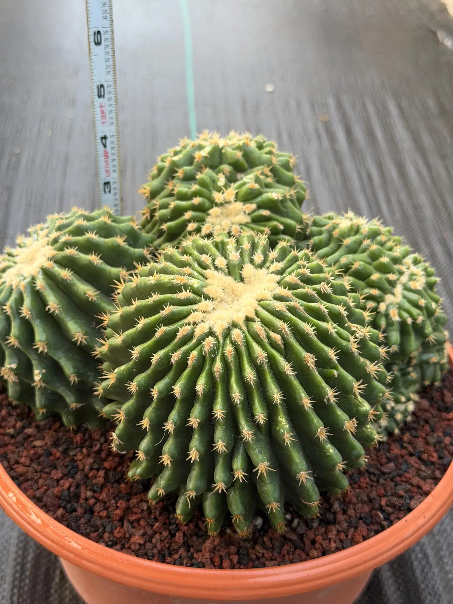 Crested Echinocactus Grusonii Inermis | Rare Short Spine Cluster Live Cactus