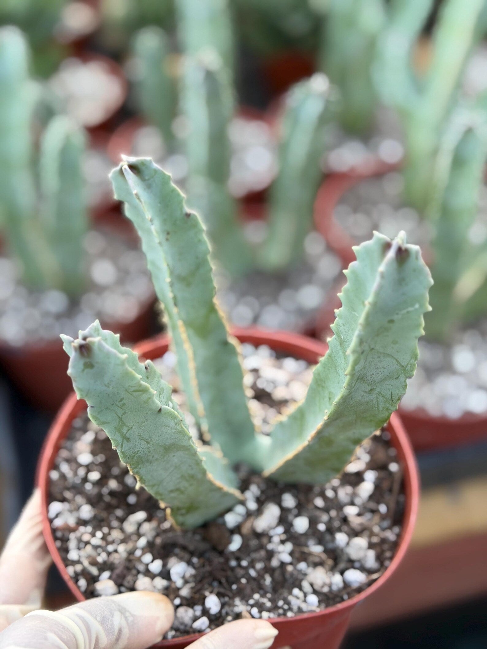 Caralluma Speciosa | Rare Live Succulent Plant