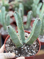 Caralluma Speciosa | Rare Live Succulent Plant