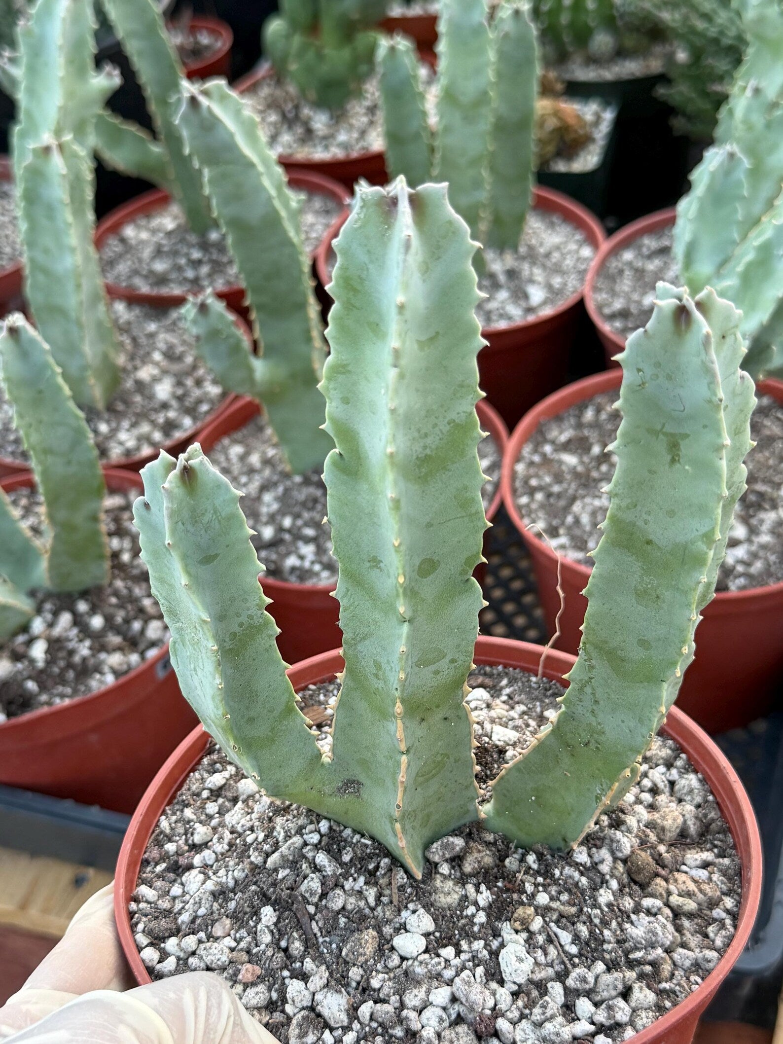 Caralluma Speciosa | Rare Live Succulent Plant