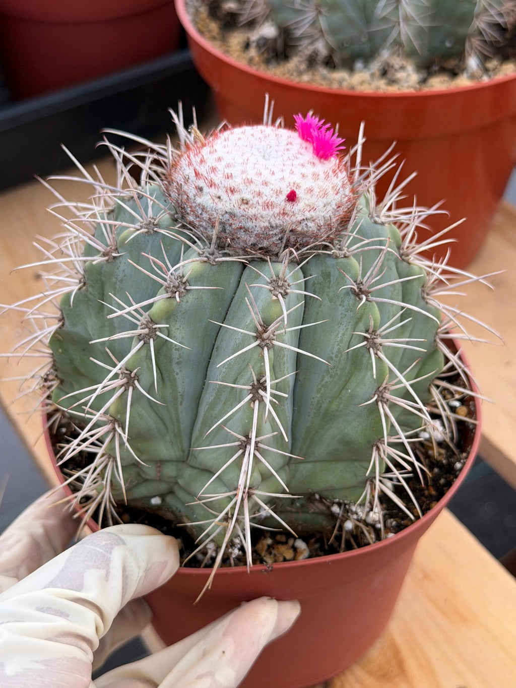 Melocactus Azureus Blue Turk's Cap Cactus – Rare Live Plant #169