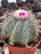 Melocactus Azureus Blue Turk's Cap Cactus – Rare Live Plant #169