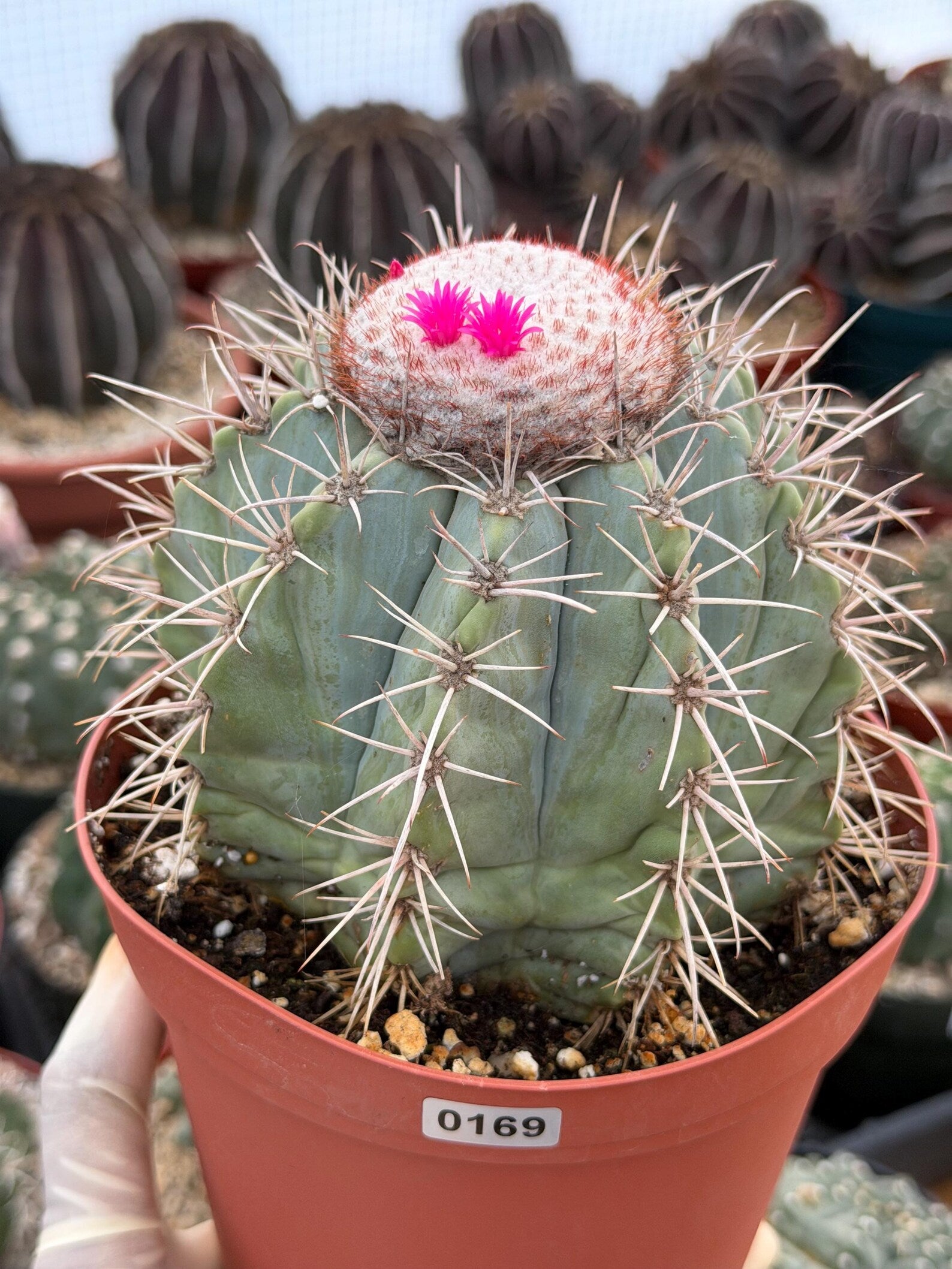 Melocactus Azureus Blue Turk's Cap Cactus – Rare Live Plant #169