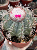 Melocactus Azureus Blue Turk's Cap Cactus – Rare Live Plant #169