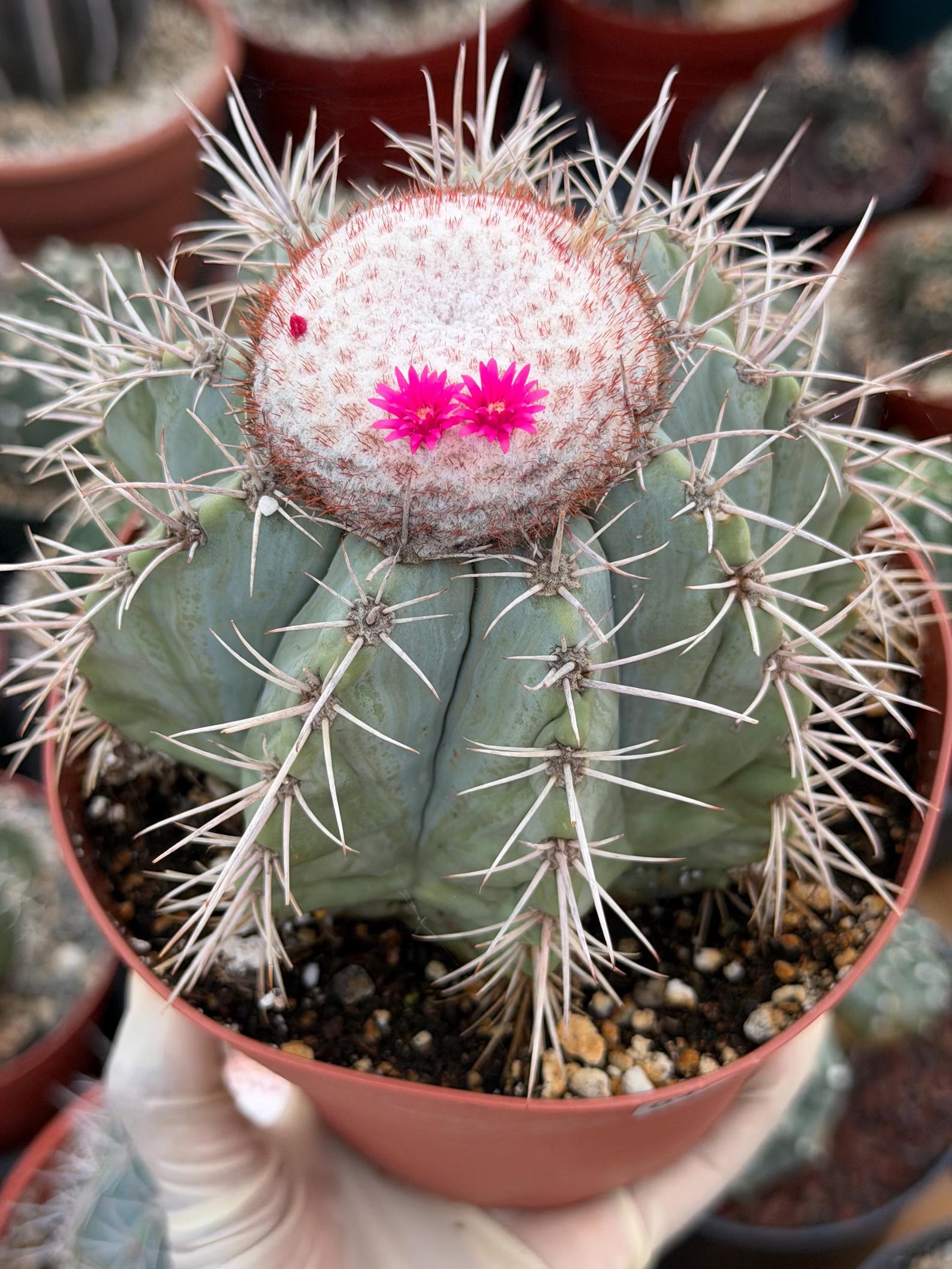 Melocactus Azureus Blue Turk's Cap Cactus – Rare Live Plant #169
