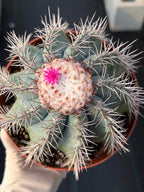 Melocactus Azureus Blue Turk's Cap Cactus – Rare Live Plant #169