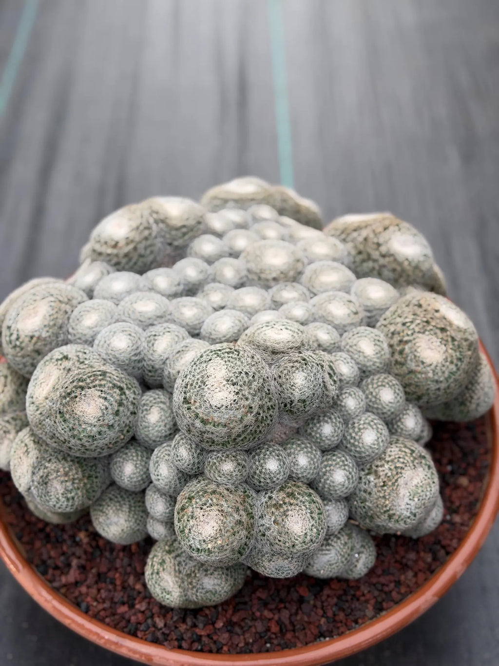 Mammillaria Perbella Monster Cluster | Rare Specimen Live Cactus Plant