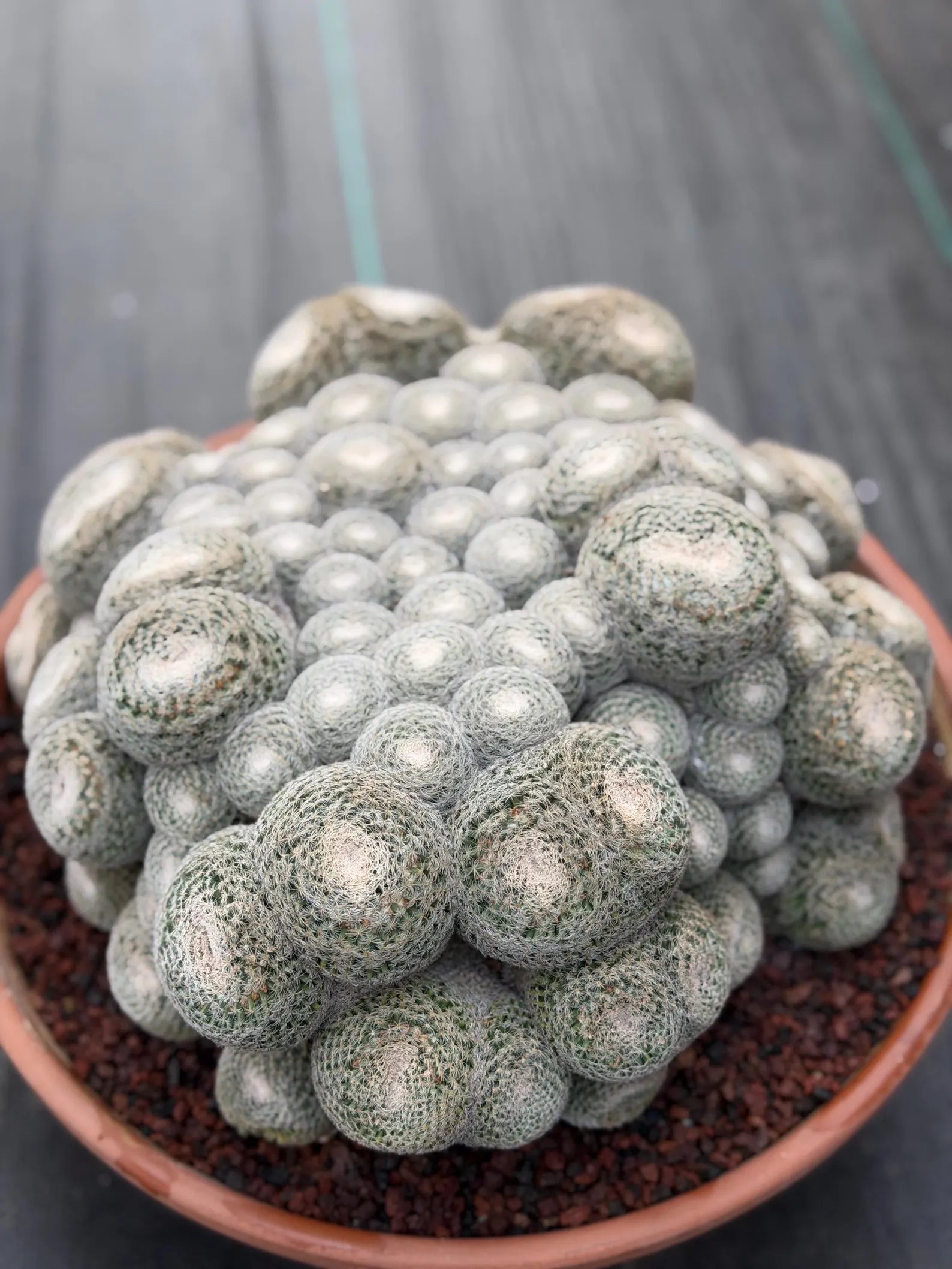 Mammillaria Perbella Monster Cluster | Rare Specimen Live Cactus Plant
