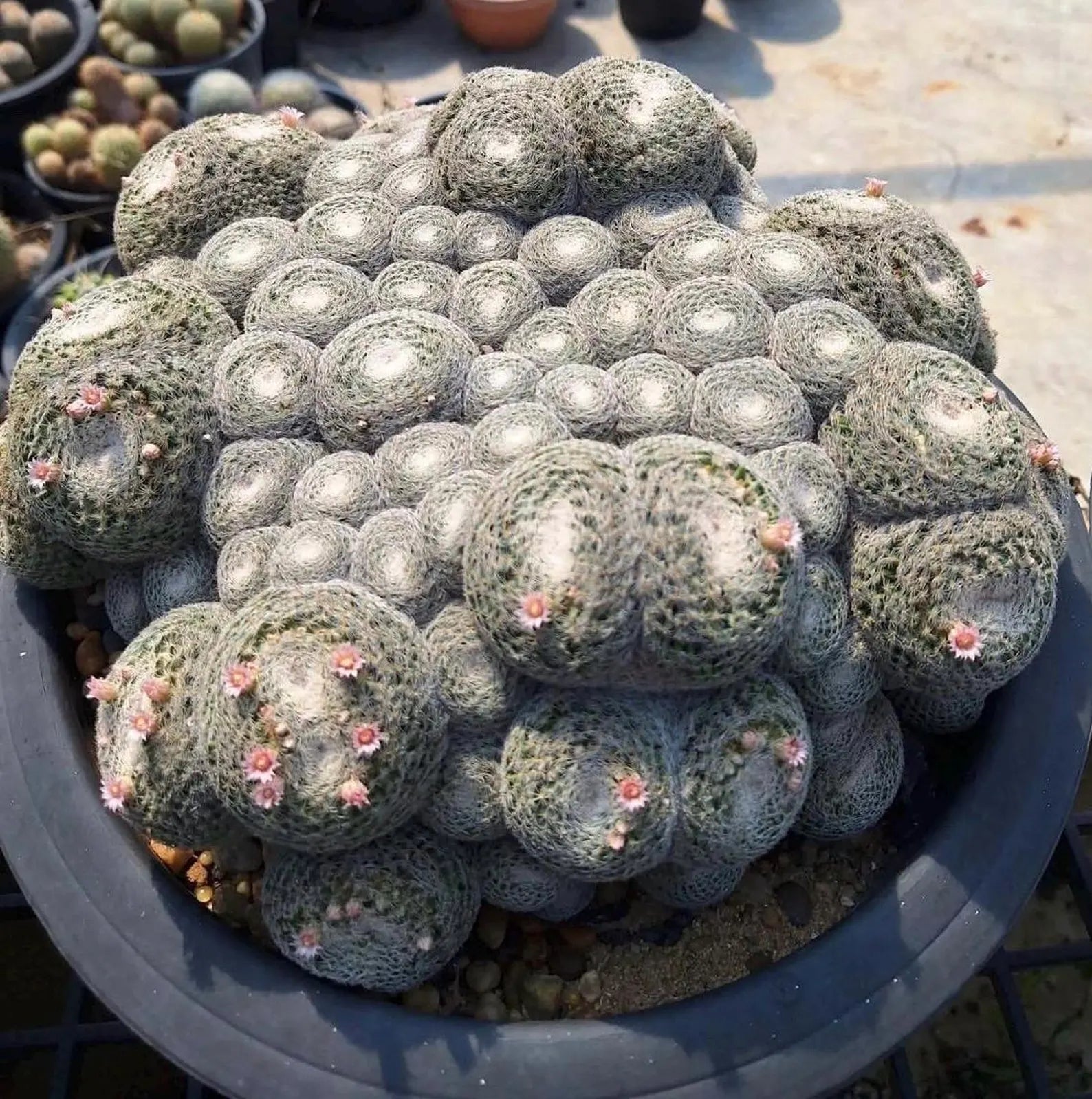 Mammillaria Perbella Monster Cluster | Rare Specimen Live Cactus Plant