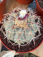 Echinocactus Horizonthalonius #118 | Rare Devil's Head Cactus | 6" Live Plant