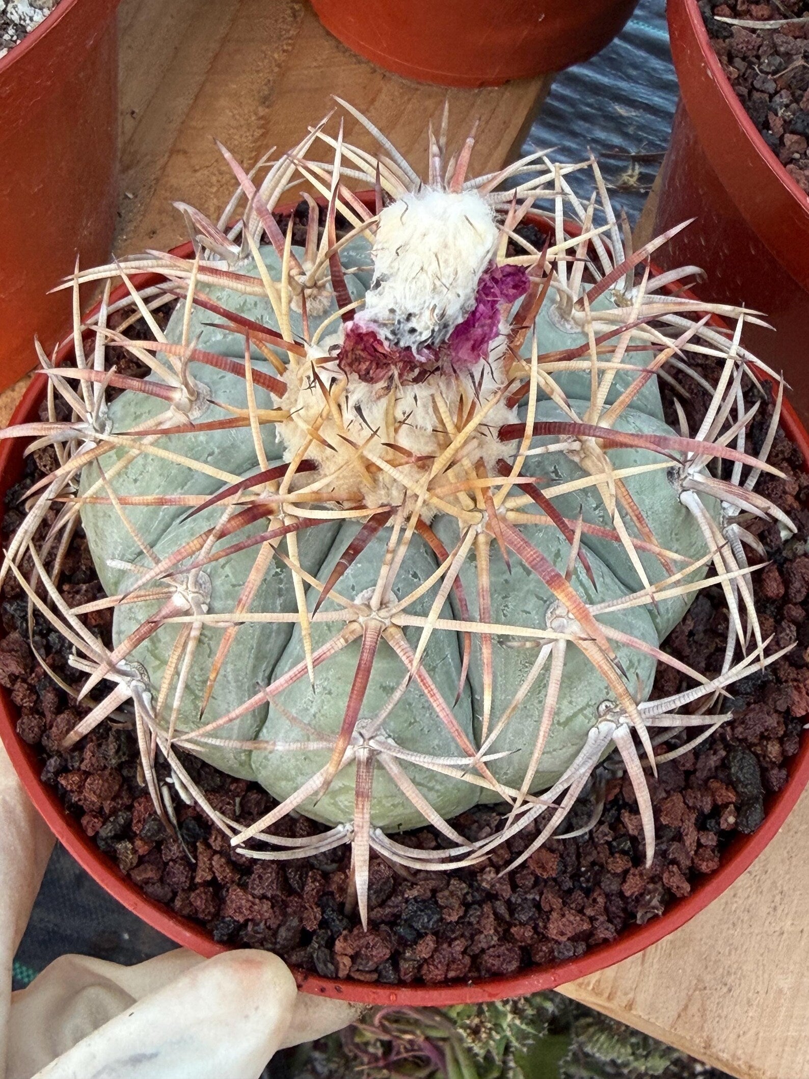 Echinocactus Horizonthalonius #118 | Rare Devil's Head Cactus | 6" Live Plant