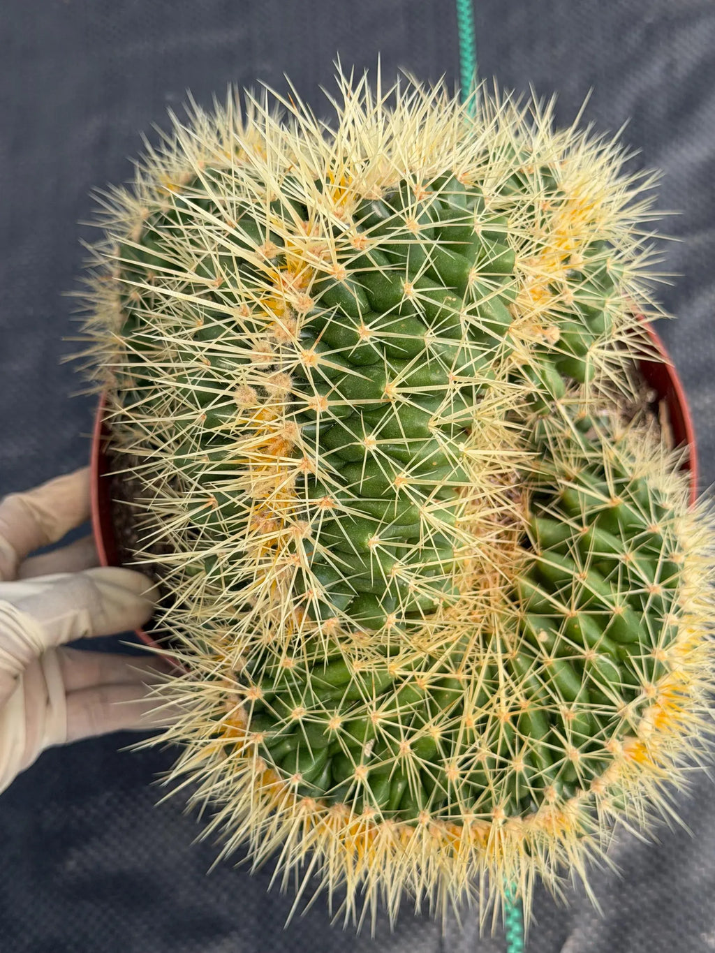 Crested Golden Barrel Cactus – Rare Large Specimen | Collector's Live Plant #165