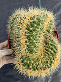 Crested Golden Barrel Cactus – Rare Large Specimen | Collector's Live Plant #165