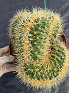 Crested Golden Barrel Cactus – Rare Large Specimen | Collector's Live Plant #165